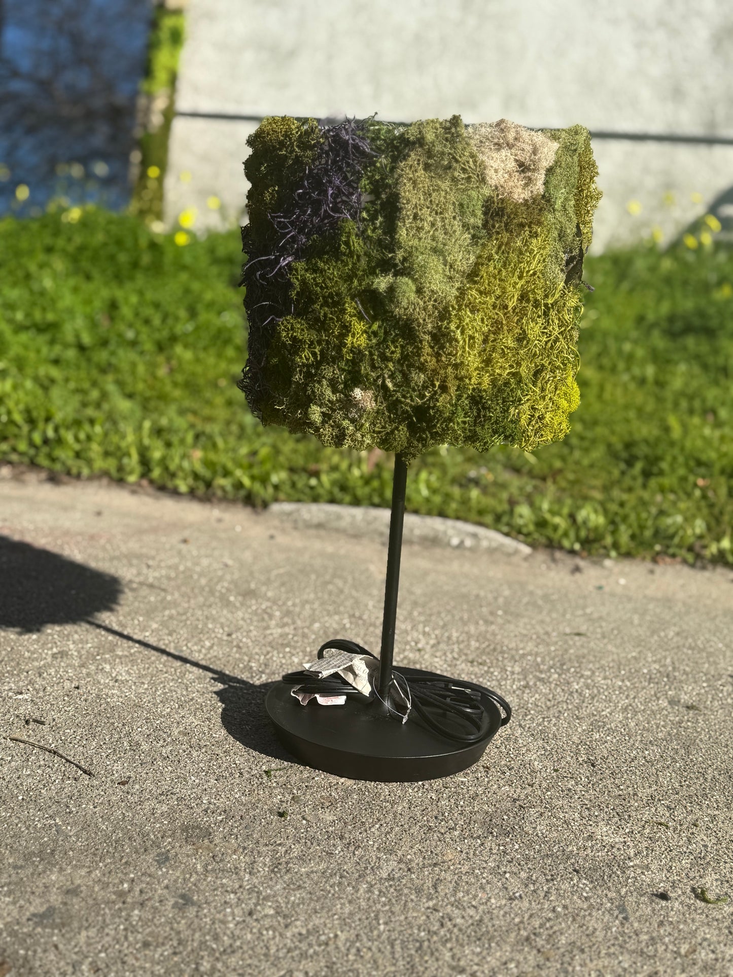 Nightstand Moss Lamp