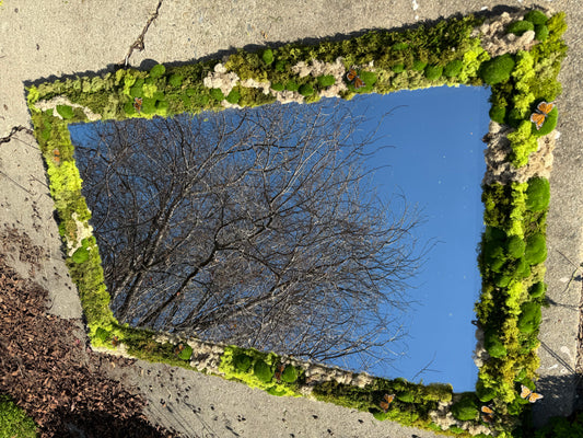 50 Shades of Green Moss Mirror